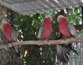 Galah Cockatoo (Eolophus roseicapilla)