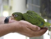 Puerto Rican Parrot chick