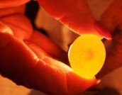 Fertile Egg after 4 days