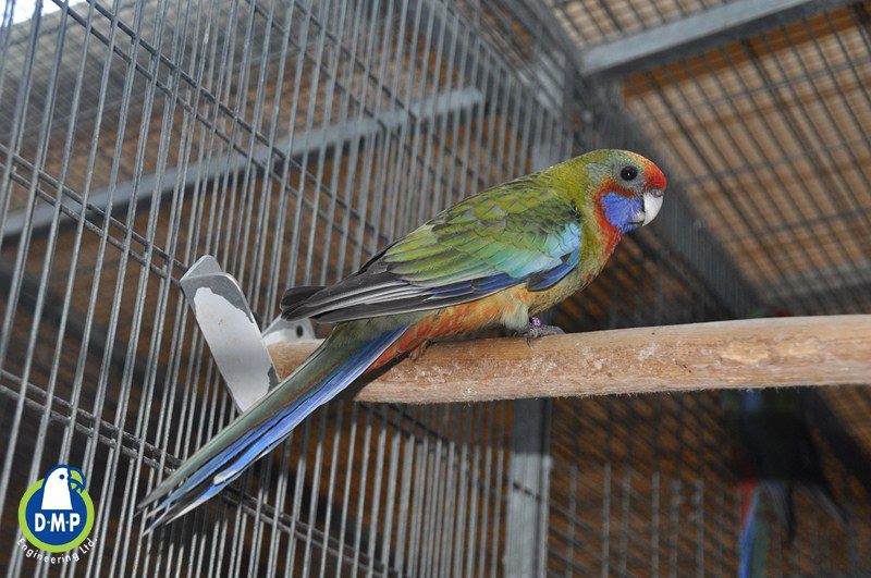 From Our Aviaries